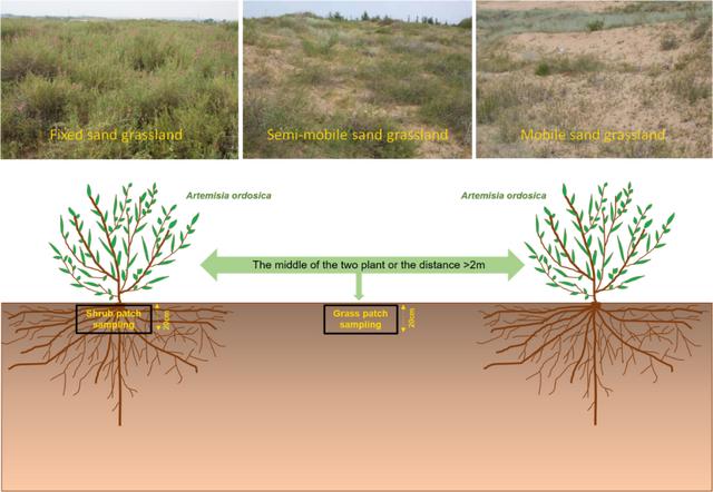 我區(qū)科研團隊發(fā)現(xiàn)土壤微生物在沙地生態(tài)系統(tǒng)恢復(fù)發(fā)揮重要作用