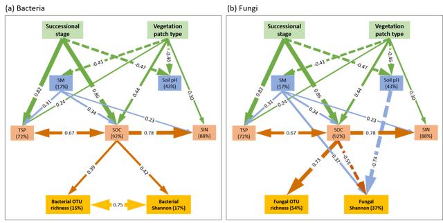 我區(qū)科研團隊發(fā)現(xiàn)土壤微生物在沙地生態(tài)系統(tǒng)恢復(fù)發(fā)揮重要作用